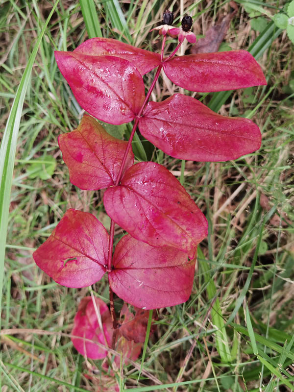 Hypericum androsaemum en fleurs dans un sous-bois frais et ombragé